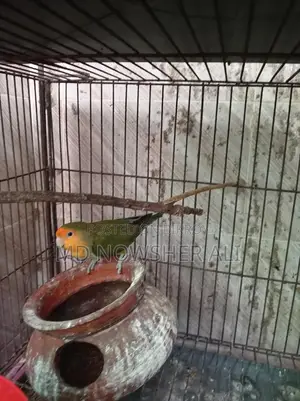Adult Female Lovebird for Sale