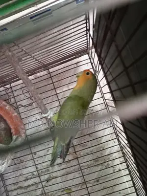 Adult Female Lovebird for Sale