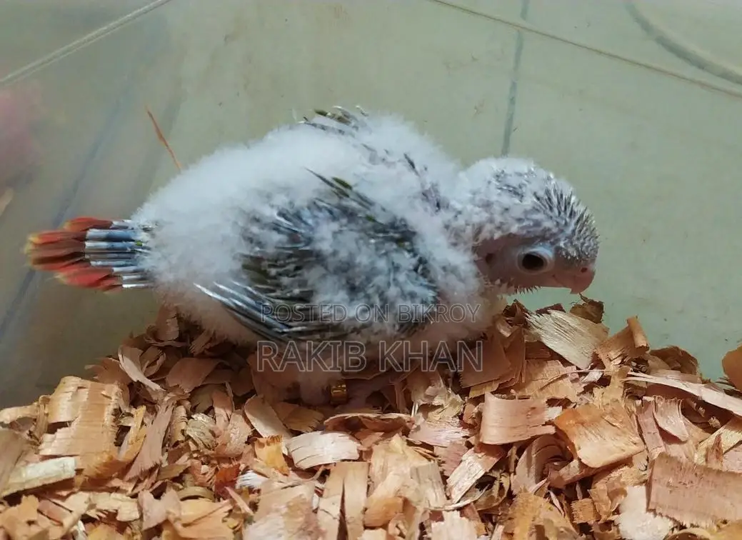 Conure - কনুর