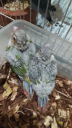 Conure - কনুর