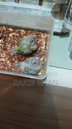 Conure - কনুর