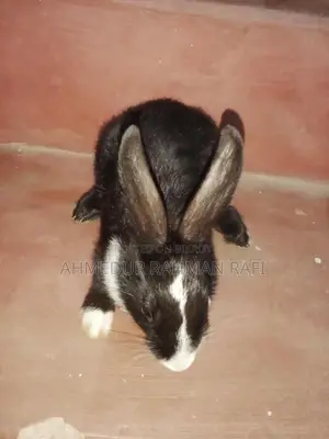 Rabbit for sale