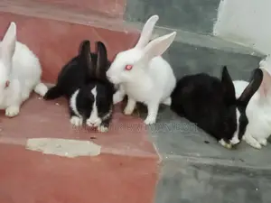 Rabbit for sale