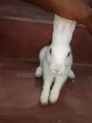 Rabbit for sale
