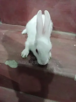 Rabbit for sale