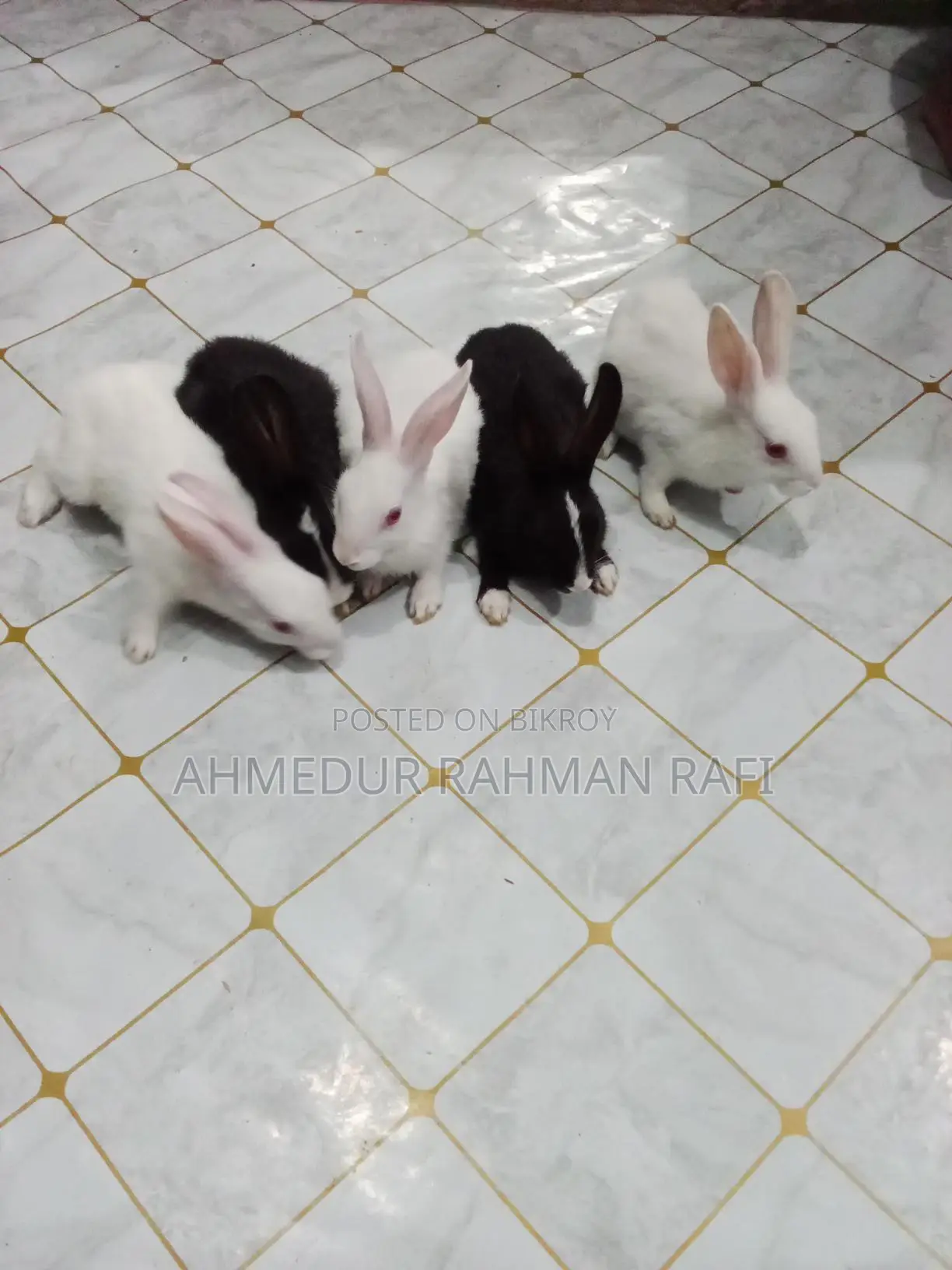 Rabbit for sale