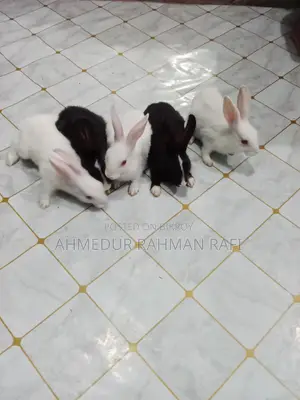 Rabbit for sale
