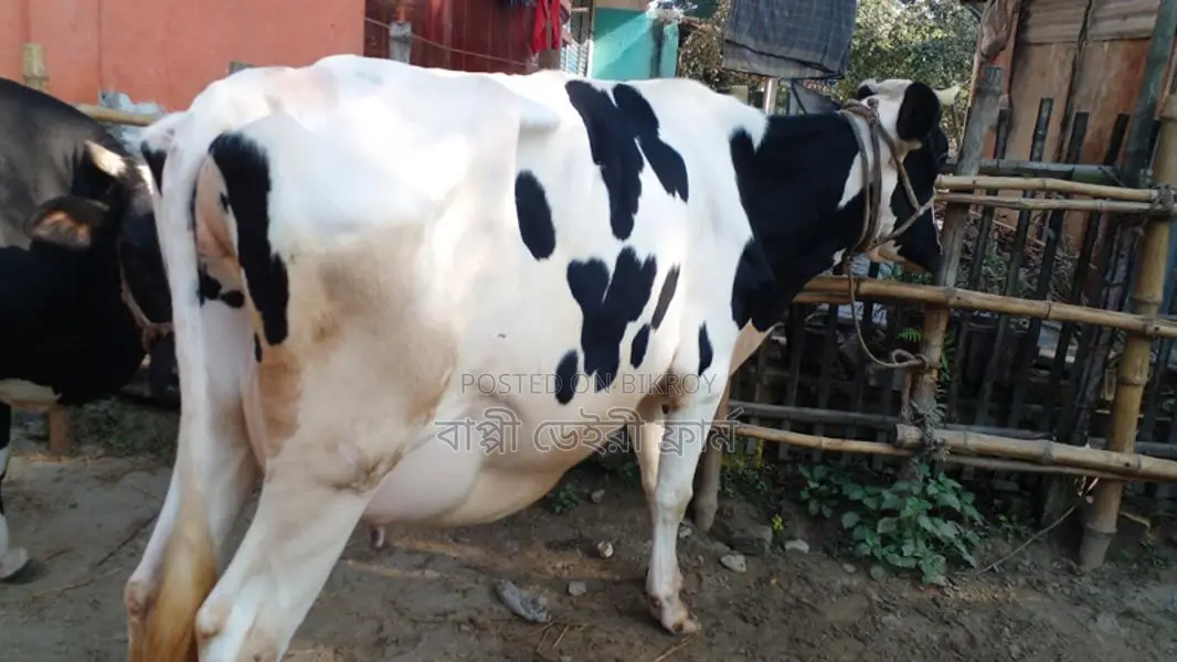High-Yield Cow for Sale (ID: 1050)
