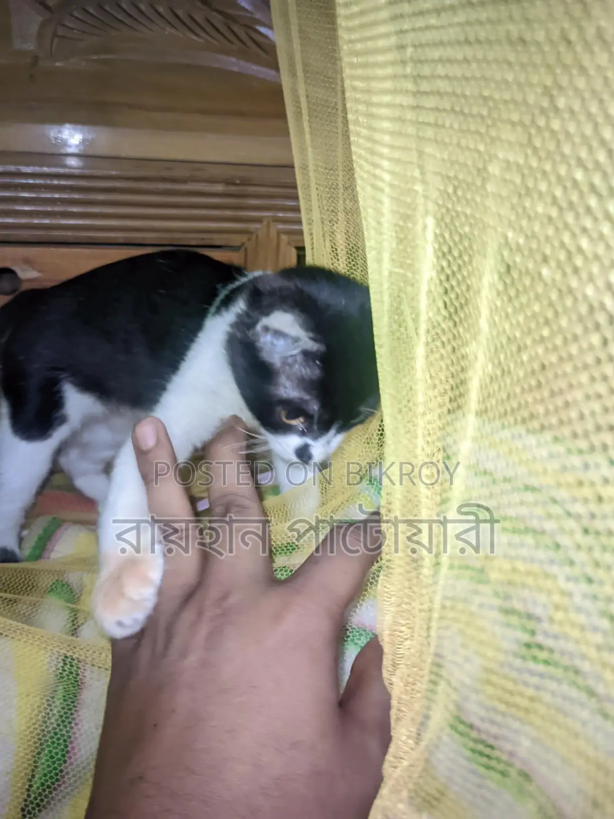 Cat for Adoption