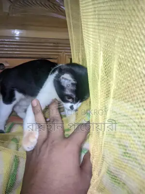 Cat for Adoption