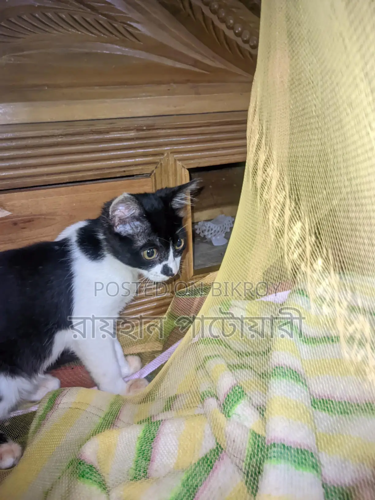Cat for Adoption