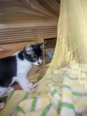 Cat for Adoption