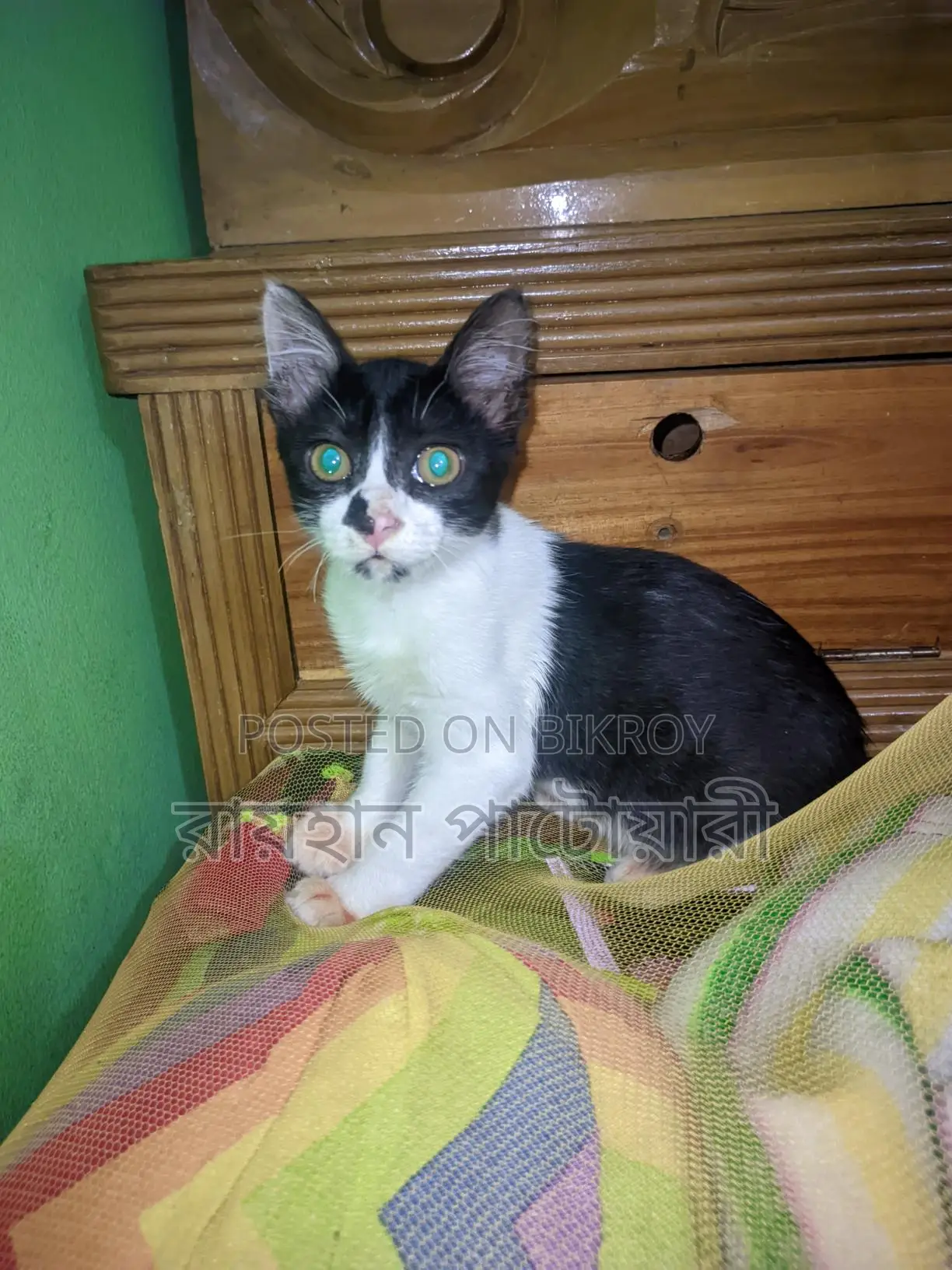 Cat for Adoption