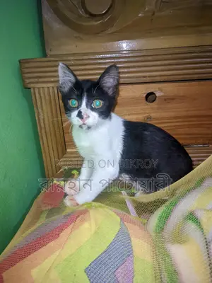 Cat for Adoption