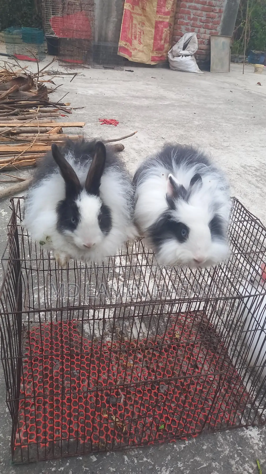 Rabbit