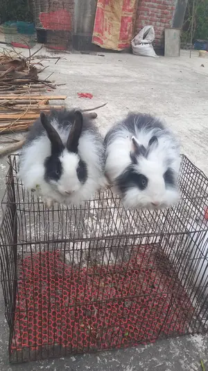 Rabbit