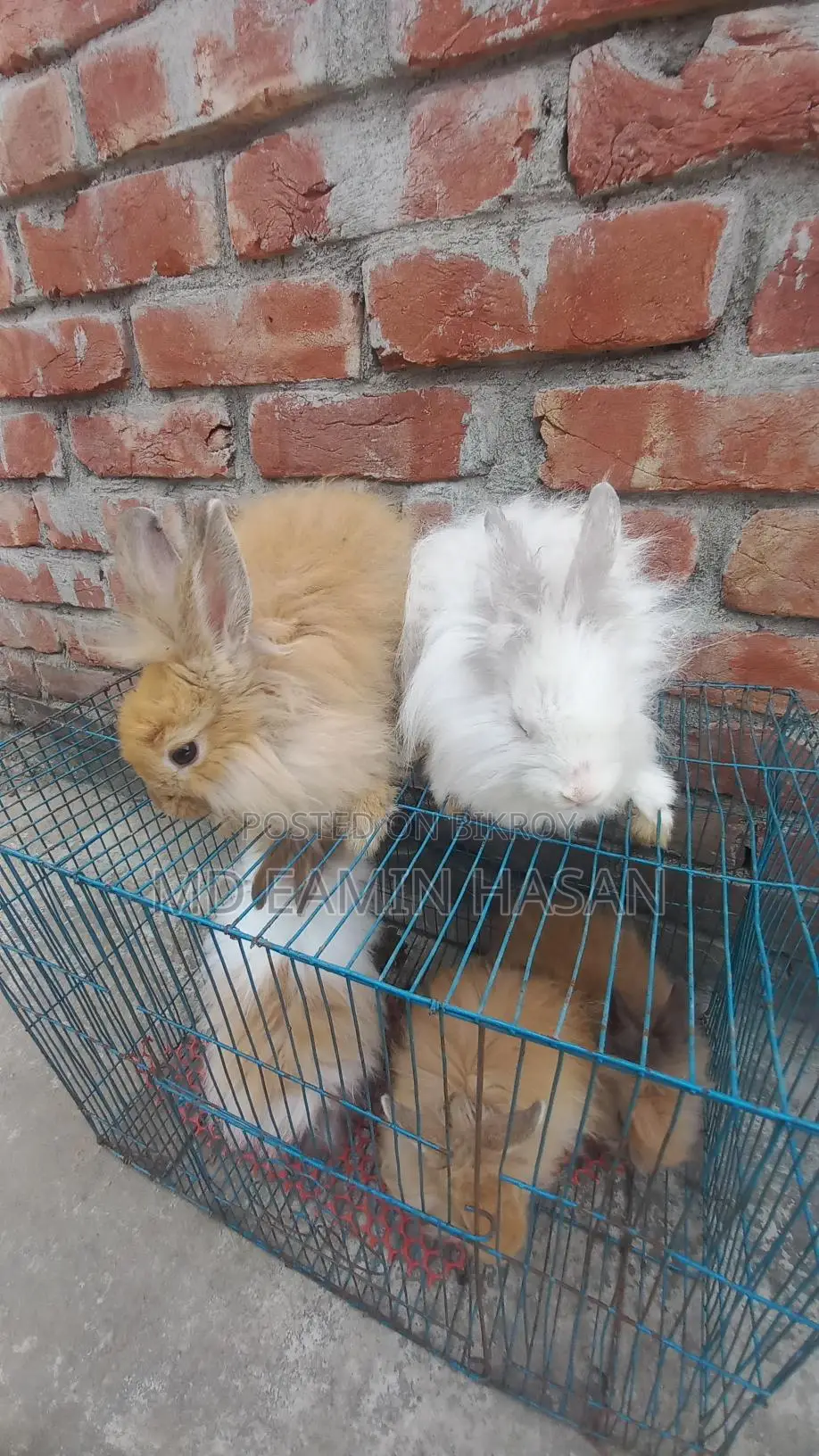 Rabbit