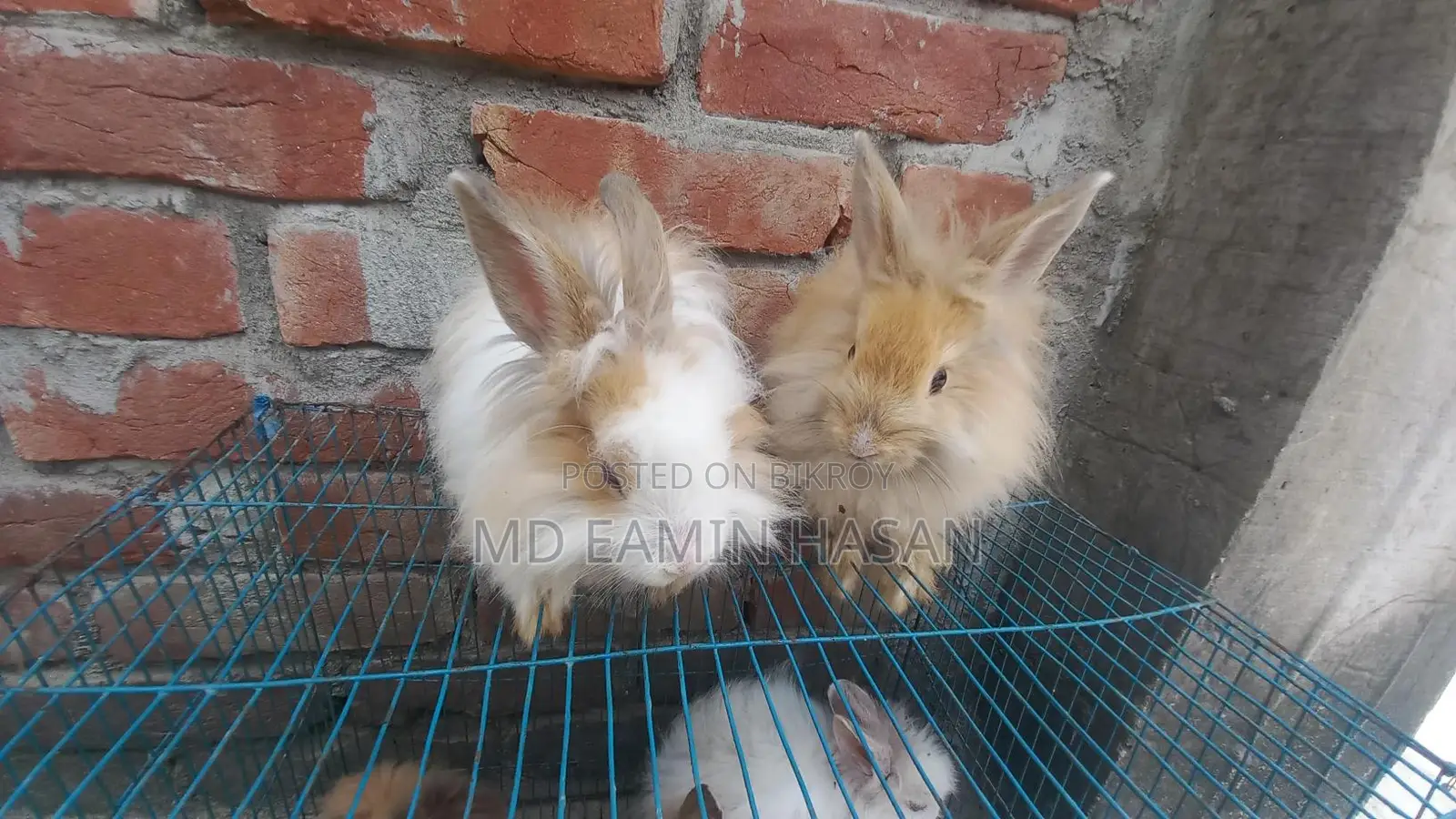 Rabbit