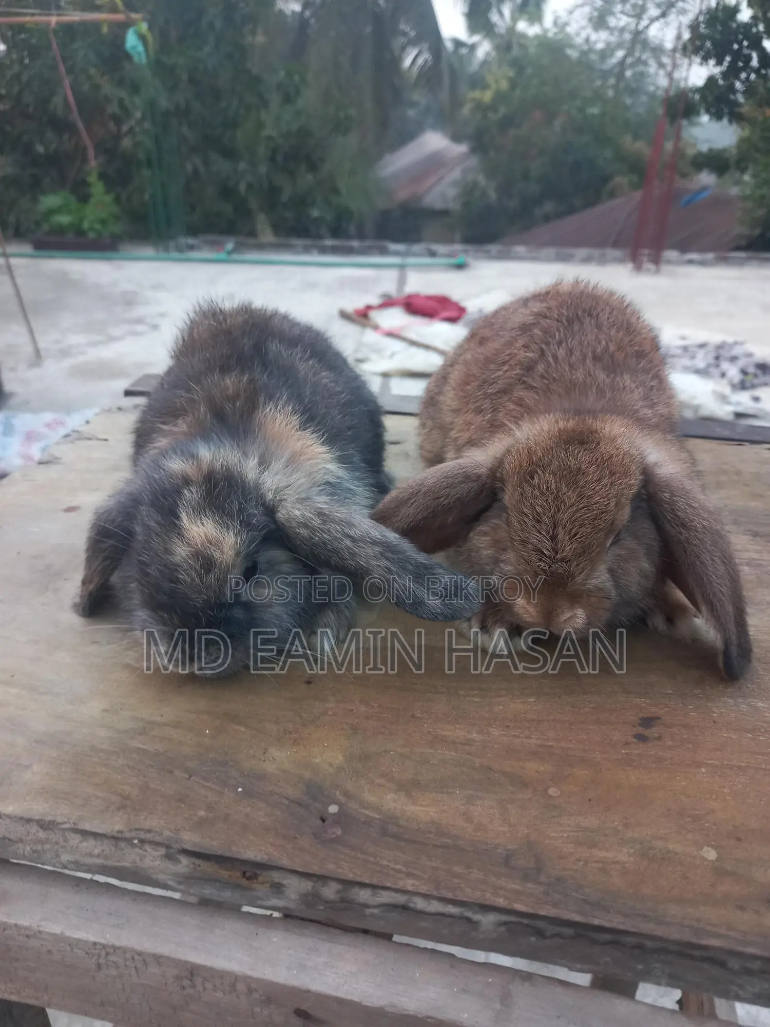 Rabbit