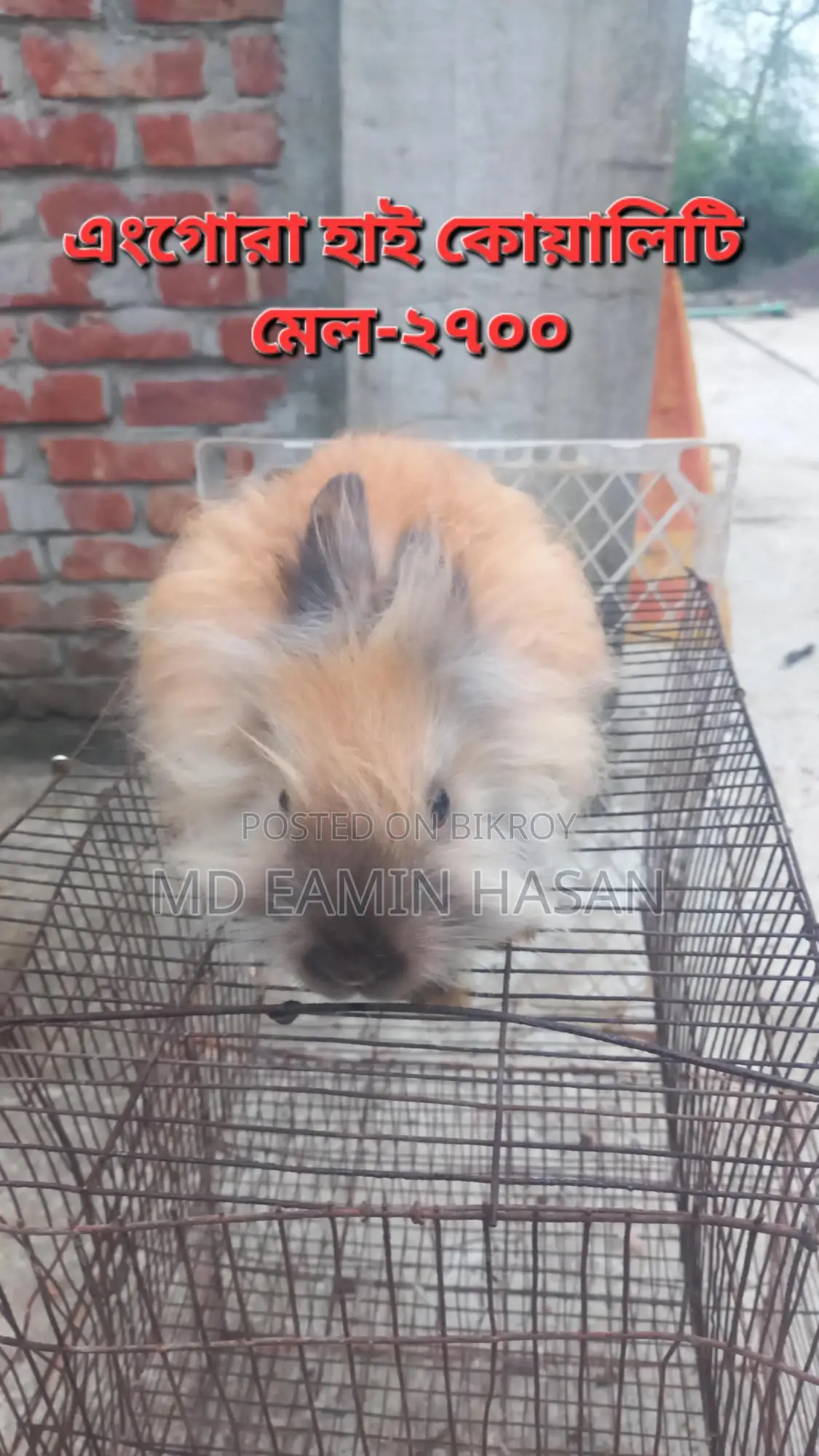Rabbit