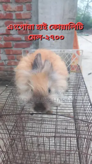 Rabbit