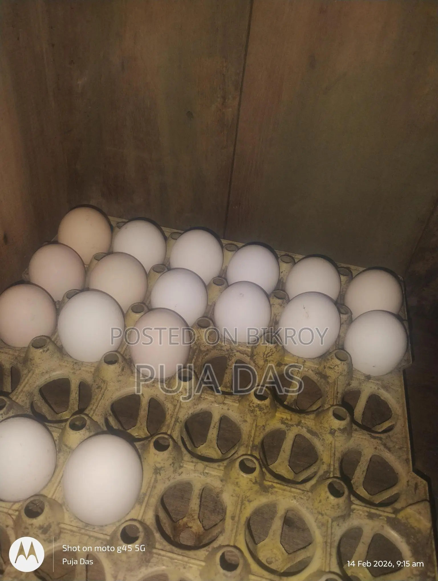 Fertile Eggs