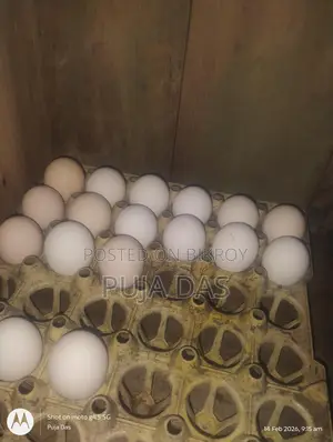 Fertile Eggs