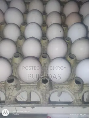 Fertile Eggs