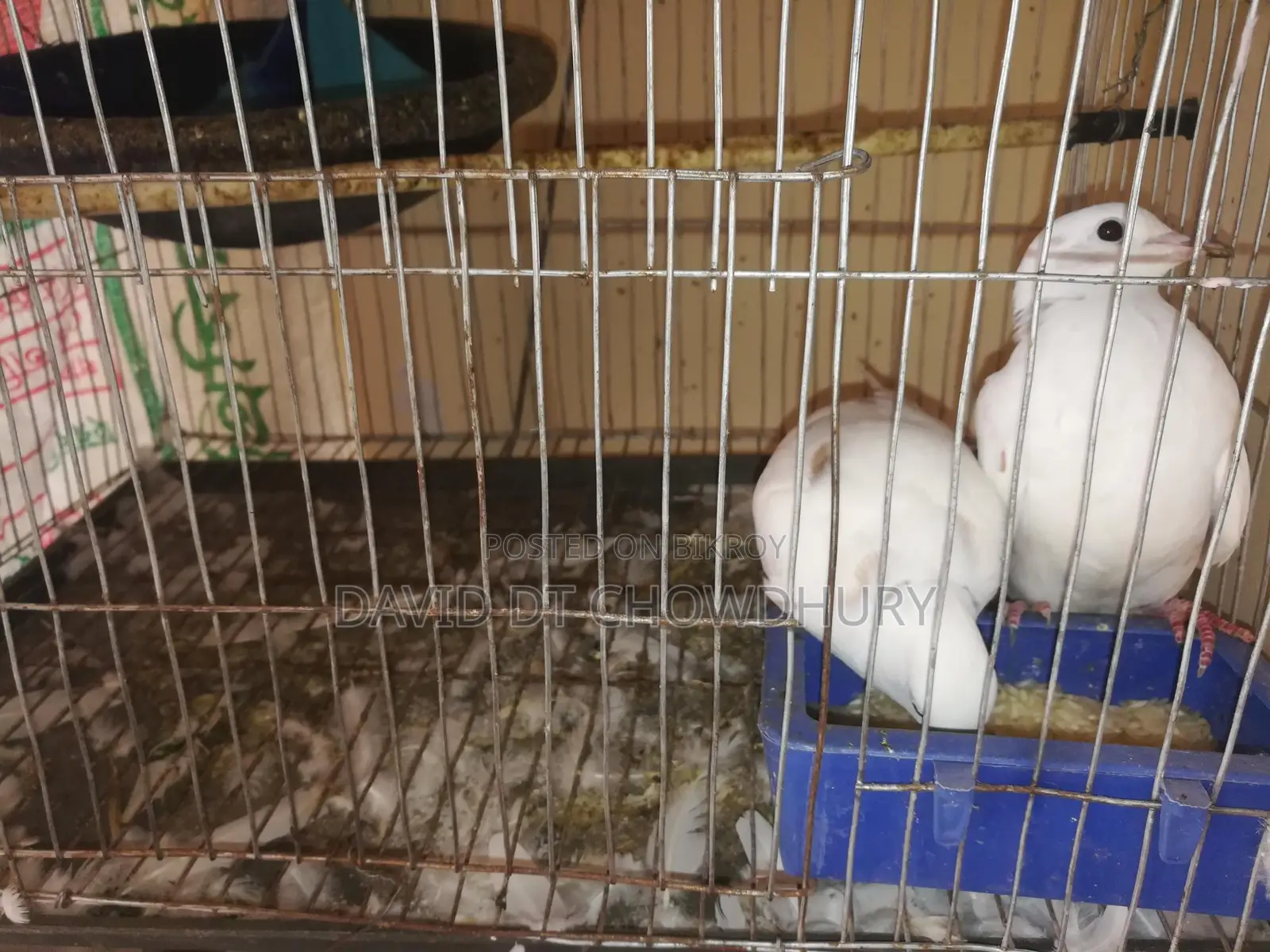 Dove Bird
