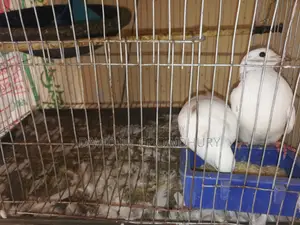 Dove Bird