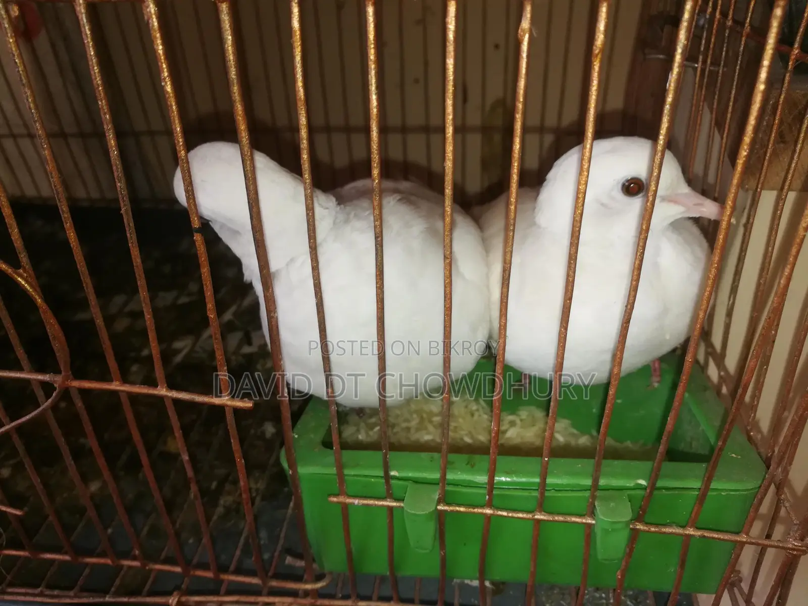 Dove Bird