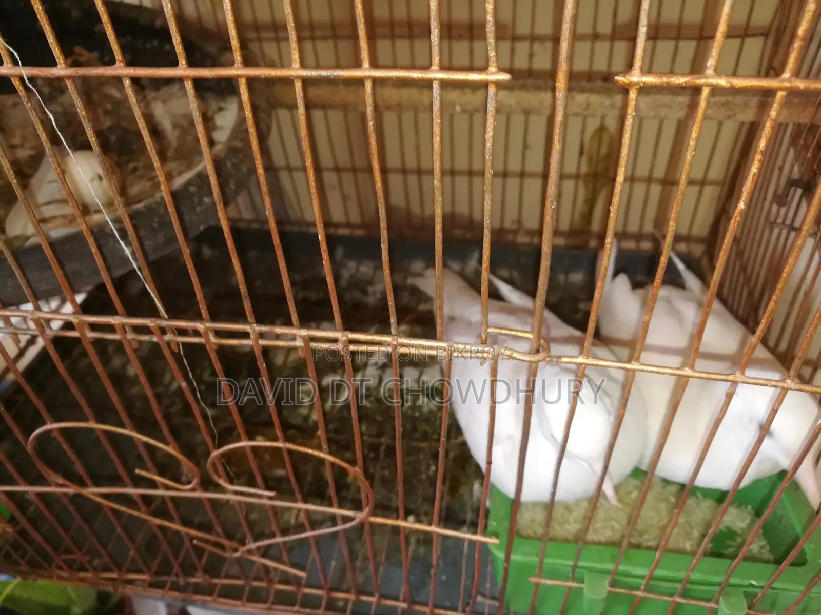Dove Bird