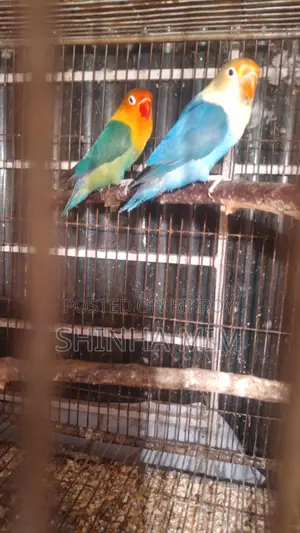 Lovebird