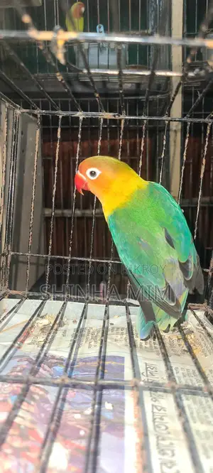 Lovebird
