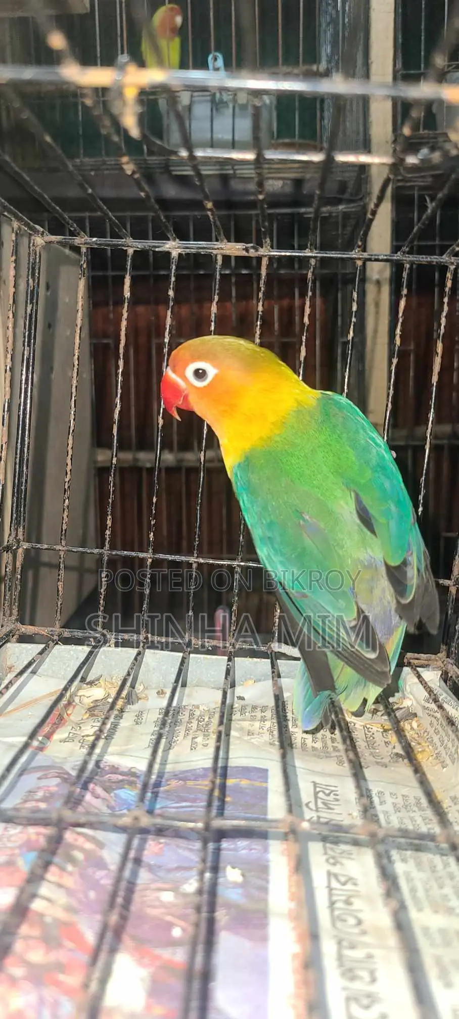 Lovebird