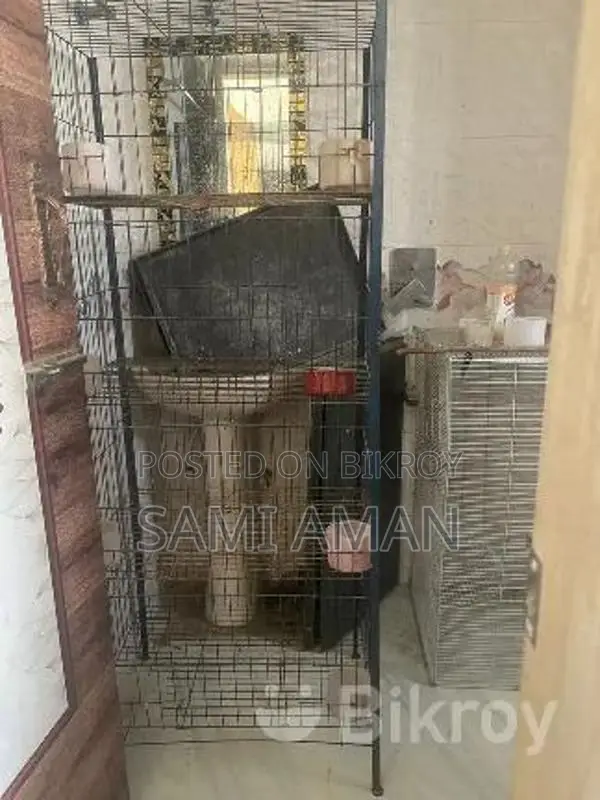 Big Bird Cage