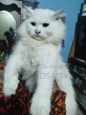 Cat for Sale