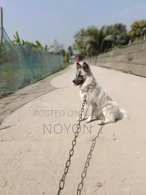 Pet Dog