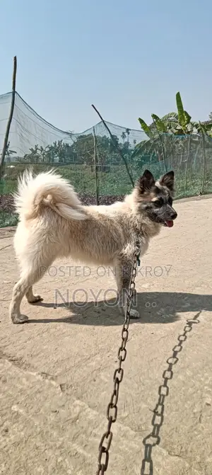 Pet Dog