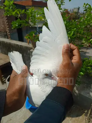 Rajshahi Giribaz Pigeon for Sale