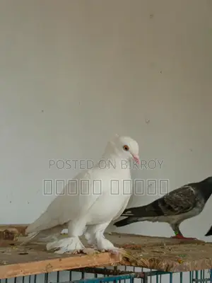 Rajshahi Giribaz Pigeon for Sale
