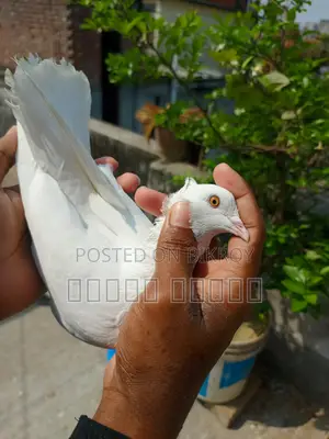 Rajshahi Giribaz Pigeon for Sale