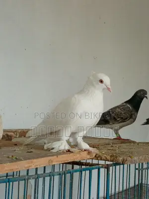Rajshahi Giribaz Pigeon for Sale