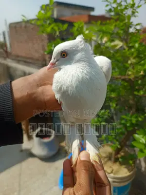 Rajshahi Giribaz Pigeon for Sale