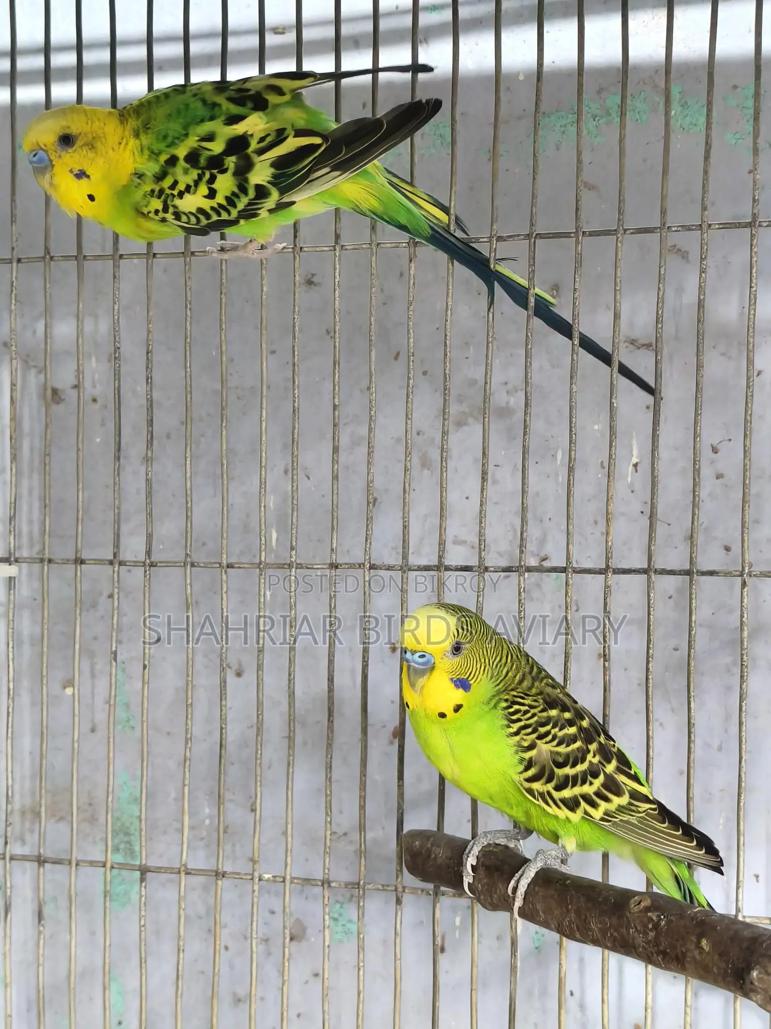 2 Pieces Running Budgie Male
