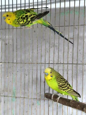 2 Pieces Running Budgie Male