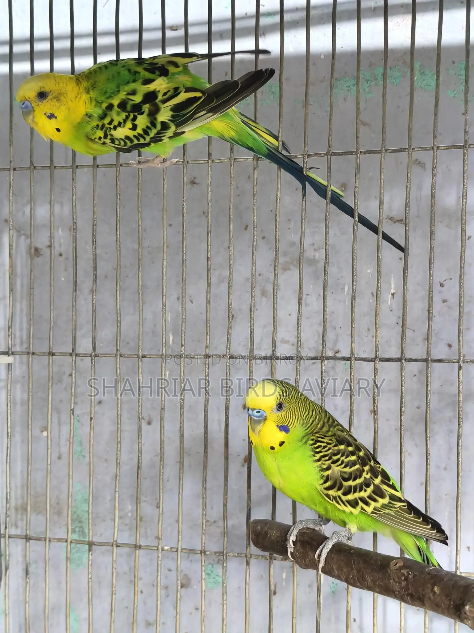 2 Pieces Running Budgie Male