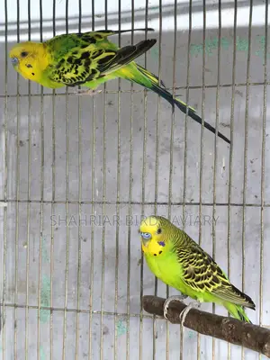 2 Pieces Running Budgie Male