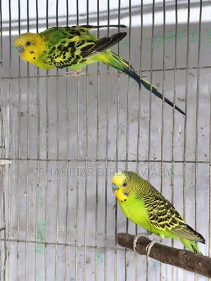 2 Pieces Running Budgie Male