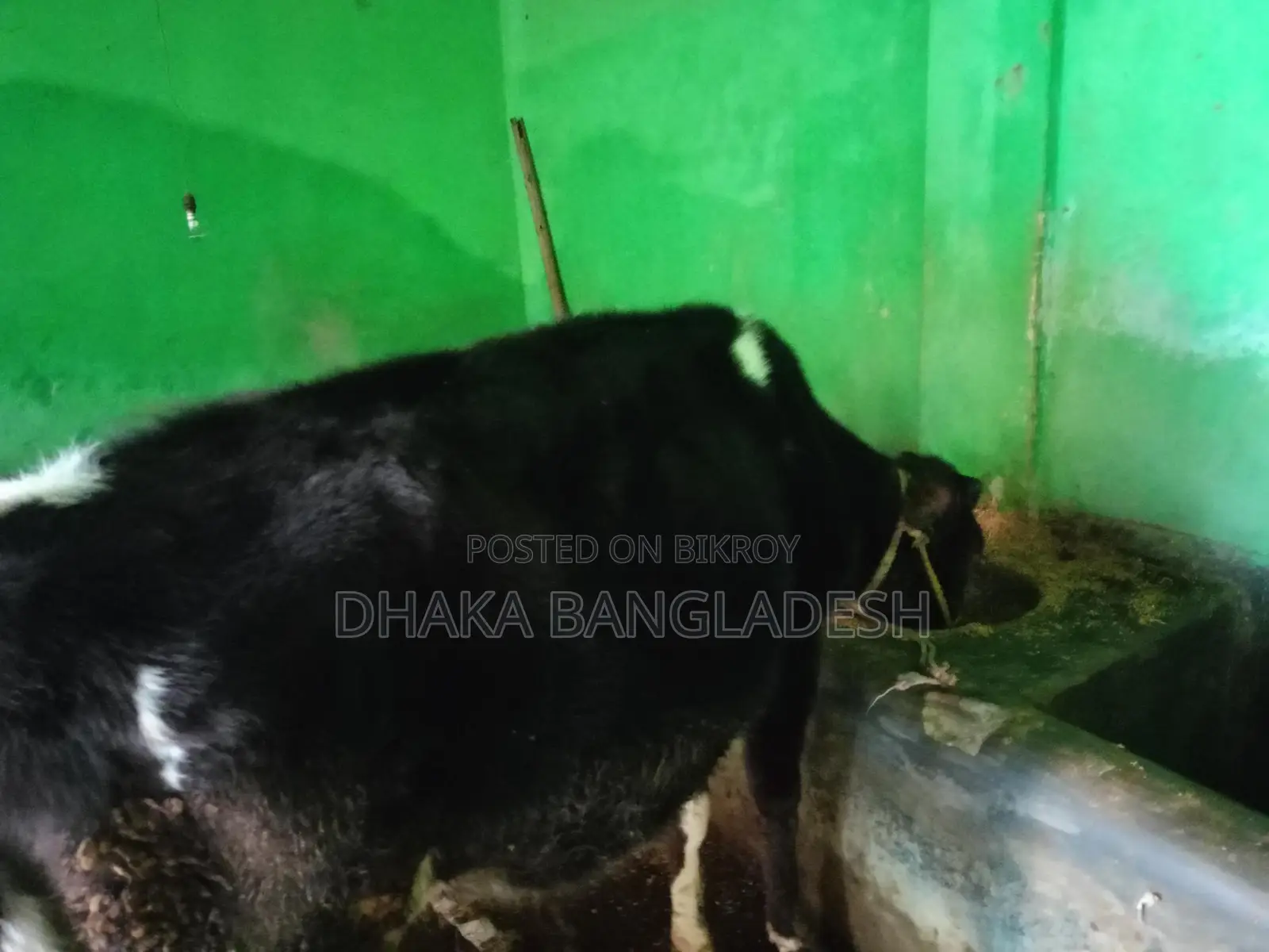 90% Friesian Cow for Sale